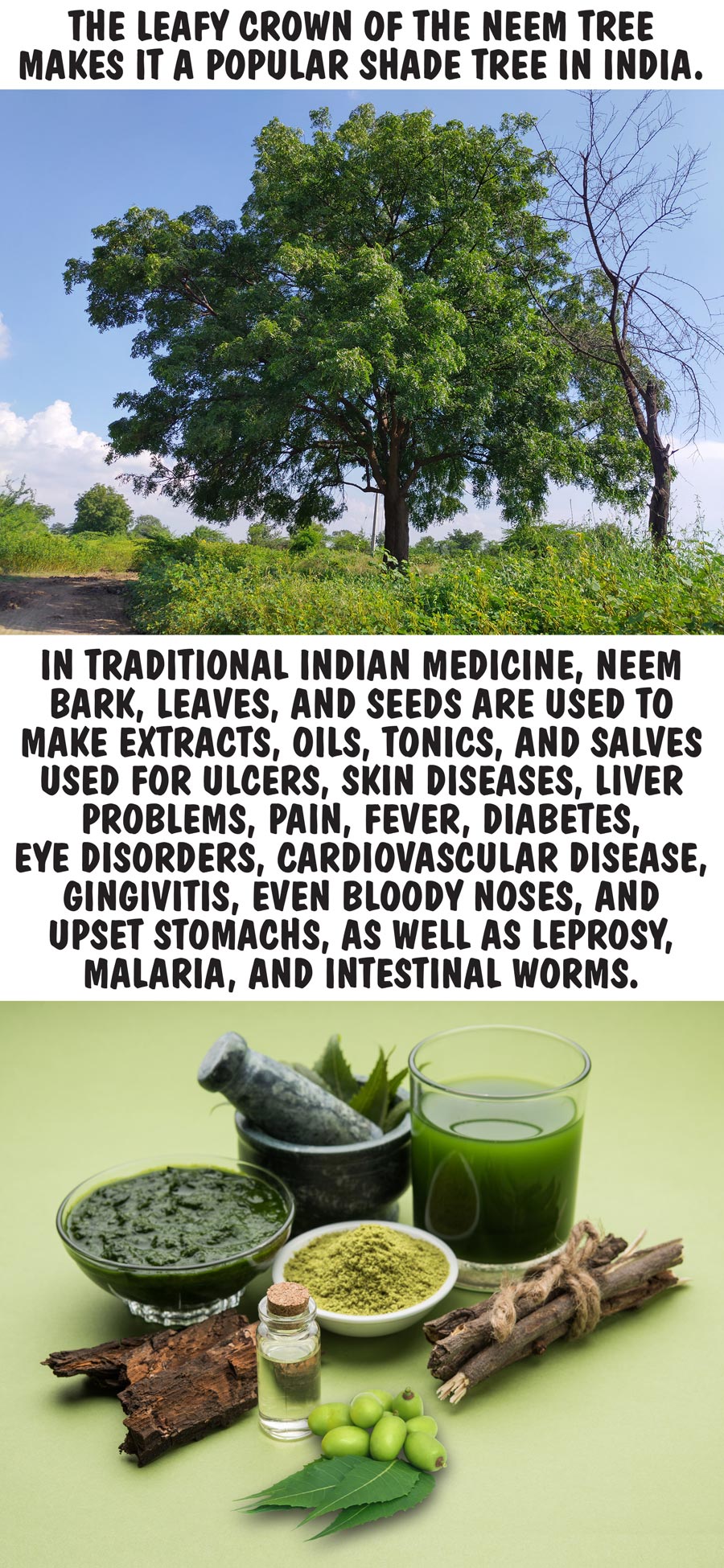 The leafy crown of the neem tree makes it a popular shade tree in India. In traditional Indian medicine, neem bark, leaves, and seeds are used to make extracts, oils, tonics, and salves used for ulcers, skin diseases, liver problems, pain, fever, diabetes, eye disorders, cardiovascular disease, gingivitis, even bloody noses, and upset stomachs, as well as leprosy, malaria, and intestinal worms.