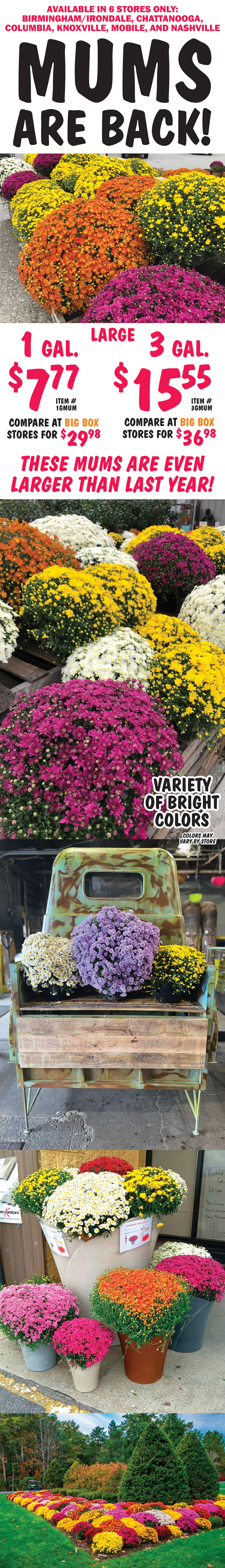 Mums are back! Available in 6 stores only – Birmingham Irondale, Chattanooga, Columbia, Knoxville, Mobile, and Nashville. Large 1 gallon $7.77, compare at big box stores for $29.98, item number 1GMUM, and large 3 gallon $15.55, compare at big box stores for $36.98, item number 3GMUM. These mums are even larger than last year! Variety of bright colors, colors may vary by store.