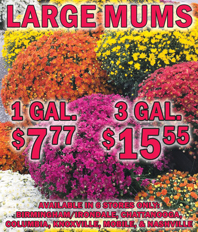 Large Mums 1 gallon $7.77 and 3 gallon $15.55, available in 6 stores only – Birmingham Irondale, Chattanooga, Columbia, Knoxville, Mobile, and Nashville